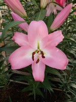 [5216 Cathay VZ No02.JPG]